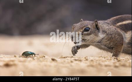 Écureuil de l'Atlas, écureuil à soies d'Afrique du Nord ou écureuil de Barbarie (Atlantoxerus getulus) à la recherche de nourriture, chasse aux insectes, coléoptères comme proie, fuer Banque D'Images