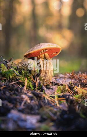 Un seul champignon à coiffe rouge poussant sur le sol de la forêt, entouré de mousse et illuminé par le soleil couchant, Calw, Forêt Noire, Allemagne, Europe Banque D'Images