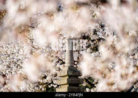 WASHINGTON DC, États-Unis — des fleurs de cerisier en pleine floraison entourent la pagode japonaise au Tidal Basin à Washington DC. La pagode de pierre, offerte par la ville de Yokohama en 1957, est un symbole de l’amitié entre le Japon et les États-Unis. Cette scène pittoresque, avec la pagode encadrée par des cerisiers Yoshino en fleurs, est un point culminant du Festival national des cerisiers en fleurs, attirant des visiteurs du monde entier. Banque D'Images