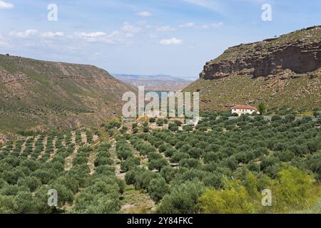 Une vallée paisible avec une large oliveraie, entourée de montagnes, sous un ciel bleu clair, vallée de la rivière Gor, Gorafe, Guadix, Grenade, Andalousie, Spai Banque D'Images