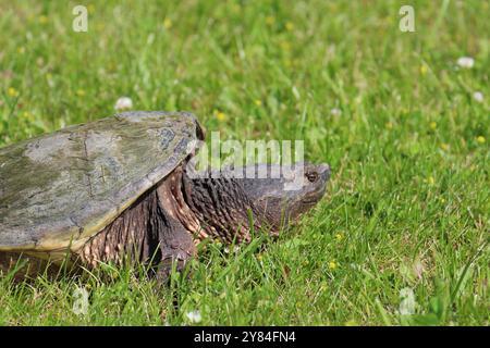 Gros plan, vue latérale d'une tortue serpentine dans l'herbe, en été, à Salem Lakes, Wisconsin, États-Unis Banque D'Images