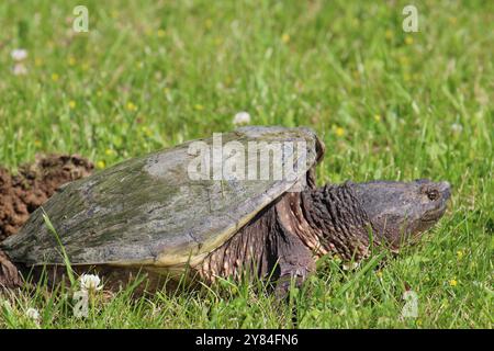 Gros plan, vue latérale d'une tortue serpentine pondant des œufs dans un trou, dans l'herbe, en été, à Salem Lakes, Wisconsin, ÉTATS-UNIS Banque D'Images