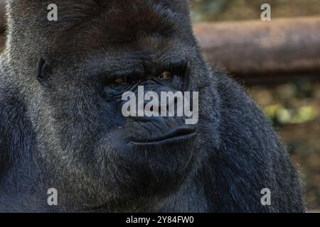 Un grand gorille noir avec un visage froncé. Concept de tristesse ou de colère Banque D'Images