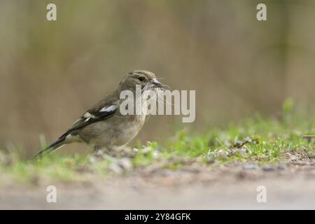 Matériau de nidification femelle commun Chaffinch. Chaffinch commun ramassant le matériau de nidification Banque D'Images