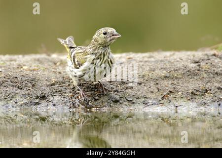 Siskin en plumage juvénile. Juvenile Siskin Banque D'Images
