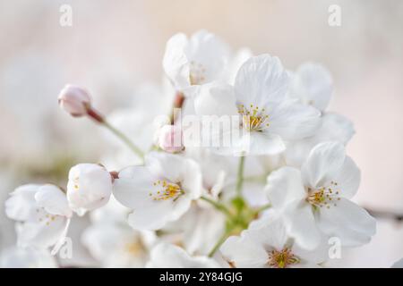 WASHINGTON DC, États-Unis — vue rapprochée des célèbres cerisiers en fleurs de Washington DC, mettant en valeur les délicats pétales roses et blancs de la cerise Yoshino (Prunus x yedoensis). Cette image détaillée met en évidence la structure complexe des fleurs, avec des étamines et des pistils visibles, capturant la beauté éphémère qui attire des millions de visiteurs dans la capitale chaque printemps lors du Festival national des cerisiers en fleurs. Banque D'Images