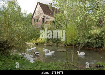 Étang de village dans le musée en plein air Hohenlohe, oie de village, oies de village, oies, oies, Wackershofen, Schwaebisch Hall, Hohenlohe, Heilbronn-Franke Banque D'Images