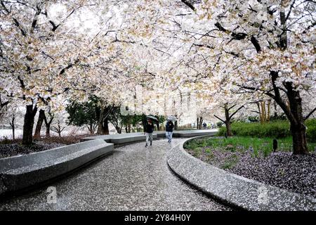 WASHINGTON DC, États-Unis — les visiteurs bravent la pluie pour voir et photographier les célèbres cerisiers en fleurs en pleine floraison autour du Tidal Basin à Washington DC. Sans être découragés par le temps humide, touristes et habitants, armés de parapluies et d'imperméables, se rassemblent pour assister au spectacle annuel de fleurs roses et blanches pendant le National Cherry Blossom Festival. L'atmosphère brumeuse crée une toile de fond unique et romantique pour l'événement emblématique du printemps. Banque D'Images