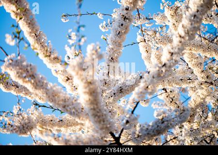 Branches de fleurs de cerisier à Washington DC | WASHINGTON D.C., États-Unis — Des branches de fleurs de cerisier Yoshino baignées de soleil remplissent le cadre devant un ciel bleu clair au Tidal Basin, montrant la canopée florale dense que les arbres forment chaque printemps. Le Yoshino, ou Somei-Yoshino, était la variété dominante parmi les 3 020 arbres que le Japon a offerts à la ville en 1912. Banque D'Images
