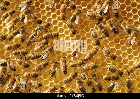 Vue rapprochée du groupe abeilles sur les cellules de miel Banque D'Images