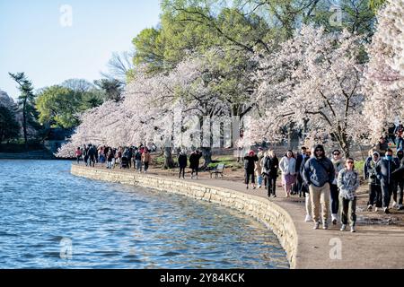 Fleurs de cerisier au Tidal Basin à Washington DC | WASHINGTON DC — Les visiteurs se promènent le long du Tidal Basin sous les cerisiers Yoshino en pleine floraison. La vitrine printanière annuelle est le point central du Festival national des fleurs de cerisier, qui commémore le don de 1912 d'arbres du Japon aux États-Unis. Banque D'Images