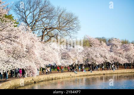 Fleurs de cerisier au Tidal Basin à Washington DC | WASHINGTON DC — Les visiteurs marchent sous les cerisiers Yoshino en pleine floraison le long du Tidal Basin. La présentation annuelle du printemps est l’attraction principale du National Cherry Blossom Festival, qui commémore le don de 1912 d’arbres du Japon aux États-Unis. Banque D'Images
