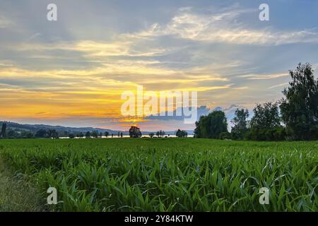 Beau coucher de soleil sur un large champ et arbres à l'horizon, Sempach, Lucerne, Suisse, Europe Banque D'Images