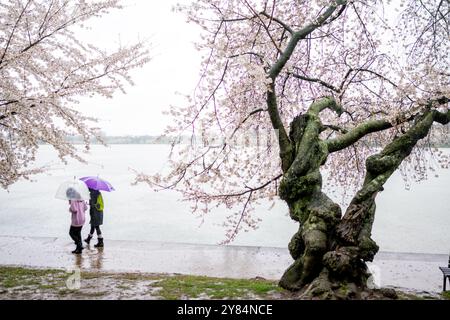 WASHINGTON DC — les visiteurs avec des parapluies voient les cerisiers fleuris le long du Tidal Basin pendant une averse de pluie printanière. Les fleurs sont l'attraction principale du festival annuel national des cerisiers en fleurs, qui célèbre les arbres originellement donnés du Japon en 1912. Un cerisier plus vieux et noueux est visible au premier plan. Banque D'Images