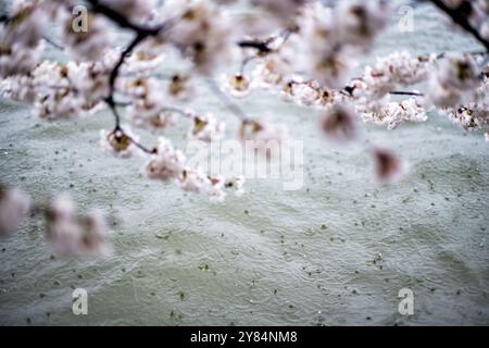 WASHINGTON DC — la pluie tombe sur le Tidal Basin, provoquant la chute des pétales des cerisiers Yoshino au cours des derniers stades de la floraison. La chute des pétales marque la fin de la haute saison pour les arbres, qui sont au centre du festival annuel National Cherry Blossom Festival. Banque D'Images