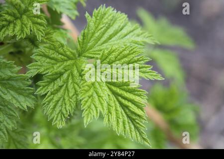 Feuille de framboise verte cultivée au printemps Banque D'Images