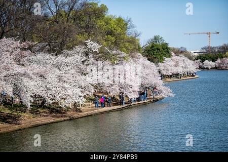 WASHINGTON DC, États-Unis — les visiteurs se promènent sous une canopée de cerisiers en fleurs le long du Tidal Basin à Washington DC. Les fleurs roses et blanches des cerisiers Yoshino créent un magnifique tunnel naturel au-dessus de la passerelle, tandis que les gens apprécient le spectacle annuel pendant le National Cherry Blossom Festival. Cette scène printanière emblématique capture l'essence de l'attraction saisonnière la plus appréciée de la capitale. Banque D'Images