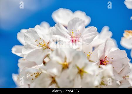 WASHINGTON DC, États-Unis — vue rapprochée des célèbres cerisiers en fleurs de Washington DC, mettant en valeur les délicats pétales roses et blancs de la cerise Yoshino (Prunus x yedoensis). Cette image détaillée met en évidence la structure complexe des fleurs, avec des étamines et des pistils visibles, capturant la beauté éphémère qui attire des millions de visiteurs dans la capitale chaque printemps lors du Festival national des cerisiers en fleurs. Banque D'Images