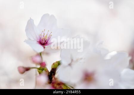 WASHINGTON DC, États-Unis — vue rapprochée des célèbres cerisiers en fleurs de Washington DC, mettant en valeur les délicats pétales roses et blancs de la cerise Yoshino (Prunus x yedoensis). Cette image détaillée met en évidence la structure complexe des fleurs, avec des étamines et des pistils visibles, capturant la beauté éphémère qui attire des millions de visiteurs dans la capitale chaque printemps lors du Festival national des cerisiers en fleurs. Banque D'Images