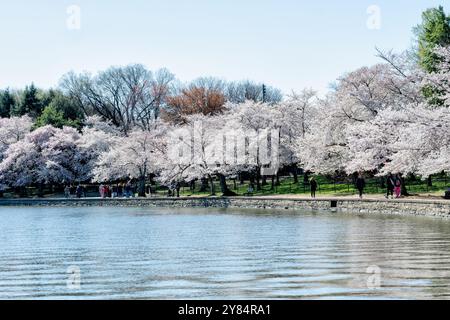 WASHINGTON DC, États-Unis — les visiteurs se promènent sous une canopée de cerisiers en fleurs le long du Tidal Basin à Washington DC. Les fleurs roses et blanches des cerisiers Yoshino créent un magnifique tunnel naturel au-dessus de la passerelle, tandis que les gens apprécient le spectacle annuel pendant le National Cherry Blossom Festival. Cette scène printanière emblématique capture l'essence de l'attraction saisonnière la plus appréciée de la capitale. Banque D'Images