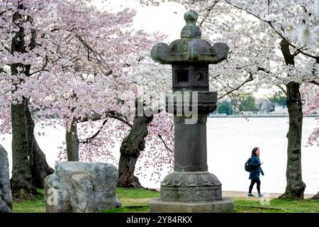 WASHINGTON DC, États-Unis — des cerisiers en fleurs encadrent la lanterne historique japonaise en pierre du Tidal Basin à Washington DC. La lanterne en granit vieille de 360 ans, entourée de cerisiers Yoshino en fleurs, est un symbole de l'amitié entre le Japon et les États-Unis. Cette scène emblématique, capturée lors du National Cherry Blossom Festival, met en valeur la fusion culturelle et les liens diplomatiques représentés par la floraison printanière annuelle. Banque D'Images