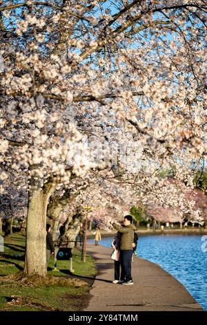 WASHINGTON DC, États-Unis — les visiteurs se promènent sous une canopée de cerisiers en fleurs le long du Tidal Basin à Washington DC. Les fleurs roses et blanches des cerisiers Yoshino créent un magnifique tunnel naturel au-dessus de la passerelle, tandis que les gens apprécient le spectacle annuel pendant le National Cherry Blossom Festival. Cette scène printanière emblématique capture l'essence de l'attraction saisonnière la plus appréciée de la capitale. Banque D'Images