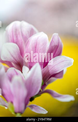WASHINGTON DC — les magnolias de soucoupe fleurissent au George Mason Memorial au début du printemps. Le jardin commémoratif, dédié à l'un des pères fondateurs de l'Amérique, présente des plantations formelles et des arbres à fleurs. Ces magnolias sont l'une des premières expositions printanières de Washington, fleurissant généralement avant la floraison des cerisiers. Banque D'Images