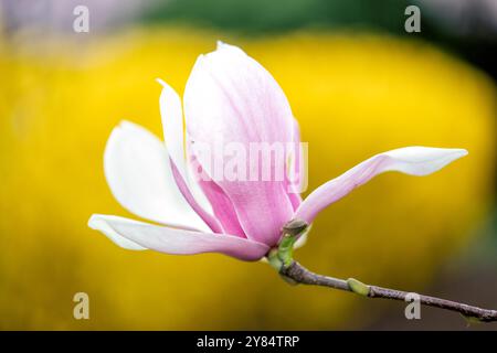 WASHINGTON DC, États-Unis — les magnolias de soucoupe fleurissent au George Mason Memorial au début du printemps. Le jardin commémoratif, dédié à l'un des pères fondateurs de l'Amérique, présente des plantations formelles et des arbres à fleurs. Ces magnolias sont l'une des premières expositions printanières de Washington, fleurissant généralement avant la floraison des cerisiers. Banque D'Images