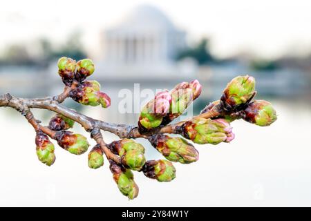 WASHINGTON DC, États-Unis — les branches de cerisiers en fleurs au début de la floraison encadrent une vue du Jefferson Memorial à travers le Tidal Basin à Washington DC. Les délicats bourgeons roses et les fleurs nouvellement ouvertes des cerisiers Yoshino créent un premier plan anticipatif, contrastant avec le majestueux dôme néoclassique du mémorial. Cette scène capture l'excitation de la floraison du pic imminent pendant le National Cherry Blossom Festival. Banque D'Images