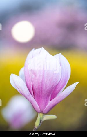 Fleurs de magnolia à Washington DC | WASHINGTON D.C., États-Unis — Une fleur de magnolia en forme de soucoupe s’ouvre au début du printemps au mémorial George Mason, ses pétales rose et blanc illuminés sur un fond doré doux. Le mémorial rend hommage à George Mason, rédacteur de la Constitution américaine et auteur de la Déclaration des droits de Virginie, et ses magnolias fleurissent généralement avant que les cerisiers Yoshino de la ville n’atteignent leur apogée. Banque D'Images