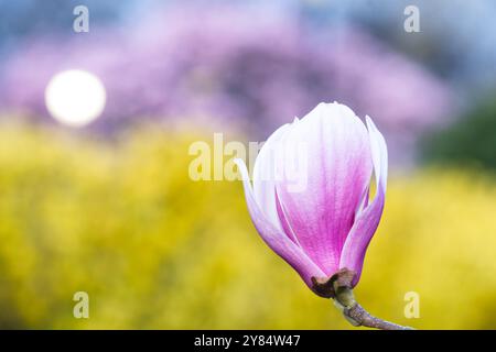 WASHINGTON DC — les magnolias de soucoupe fleurissent dans le jardin du mémorial George Mason au début du printemps. Ces arbres à fleurs sont parmi les premiers à fleurir dans la ville, apparaissant généralement avant le pic de la saison des cerisiers en fleurs. Le mémorial honore l'un des pères fondateurs de l'Amérique. Banque D'Images