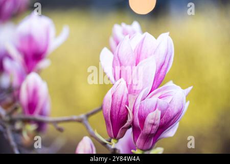 WASHINGTON DC — les magnolias de soucoupe fleurissent au début du printemps au George Mason Memorial, un jardin dédié à l'un des pères fondateurs de l'Amérique. Ces arbres fleuris offrent l'une des premières expositions florales printanières de Washington, généralement avant la floraison des cerisiers. Banque D'Images