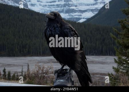 Corbeau commun assis à côté de Icefields Parkway dans les montagnes Rocheuses canadiennes dans le parc national Jasper en Alberta au Canada Banque D'Images