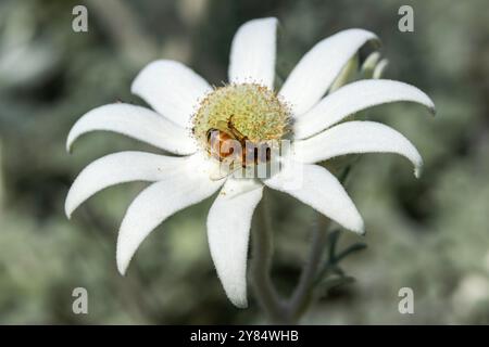 Honey Bee se nourrissant à une fleur de flanelle Banque D'Images