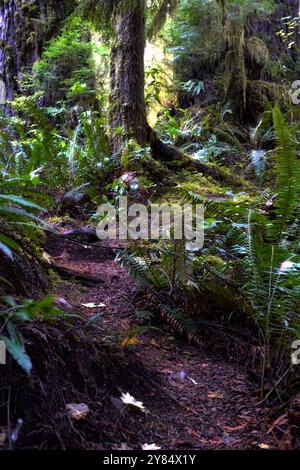 Sentier étroit délimité par de nombreuses fougères à travers la forêt tropicale le long du sentier Quinault Loop dans le parc national olympique, Washington, États-Unis Banque D'Images