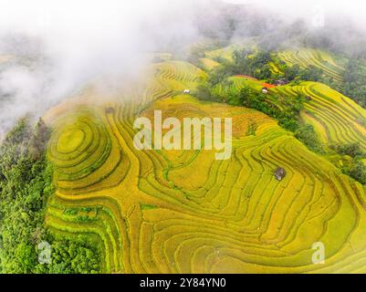 Drone vue aérienne du champ de terrasse de riz en saison de récolte, champs agricoles verts dans la campagne au nord du Vietnam Banque D'Images