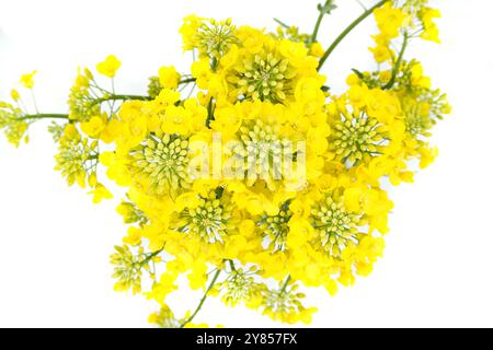 Gros plan de fleurs de canola jaune vif isolées sur fond blanc Banque D'Images