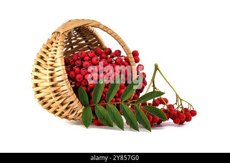 Un panier tissé rempli de baies de rowan rouge vif et de feuilles vertes sur fond blanc, symbolisant la beauté naturelle et l'abondance Banque D'Images