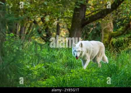 Seattle, Washington, États-Unis. 1er octobre 2024. Shila est à nouveau dehors. Cet été, le loup gris a reçu un stimulateur cardiaque rare qui lui a permis de sauver des vies pour traiter son arythmie cardiaque. Selon le zoo de Woodland Park, elle est peut-être l'un des seuls loups à subir la procédure. (Crédit image : © Shane Srogi/ZUMA Press Wire) USAGE ÉDITORIAL SEULEMENT! Non destiné à UN USAGE commercial ! Banque D'Images