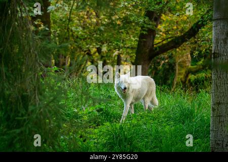 Seattle, Washington, États-Unis. 1er octobre 2024. Shila est à nouveau dehors. Cet été, le loup gris a reçu un stimulateur cardiaque rare qui lui a permis de sauver des vies pour traiter son arythmie cardiaque. Selon le zoo de Woodland Park, elle est peut-être l'un des seuls loups à subir la procédure. (Crédit image : © Shane Srogi/ZUMA Press Wire) USAGE ÉDITORIAL SEULEMENT! Non destiné à UN USAGE commercial ! Banque D'Images