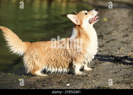 Corgi gallois pembroke mignon s'amuser sur la plage avec du sable Banque D'Images