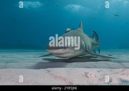 Le requin citron nage bas au-dessus des fonds marins sablonneux Banque D'Images
