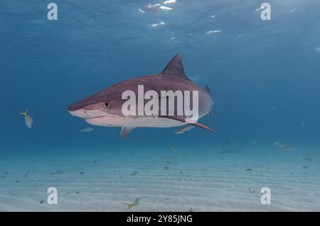 Requin tigre gravide dans l'eau bleue peu profonde tourne devant la caméra, des rayures de tigre distinctives Banque D'Images