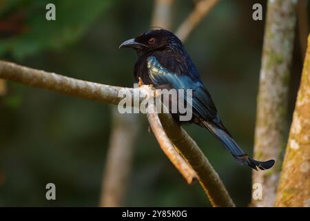 Drongo Dicrurus hottentottus (bracteatus) à crête poilue est un oiseau asiatique des Dicruridae, originaire du Bangladesh, de l'Inde, du Bhoutan, de la Chine, de l'Indonésie et du Bhoutan Banque D'Images