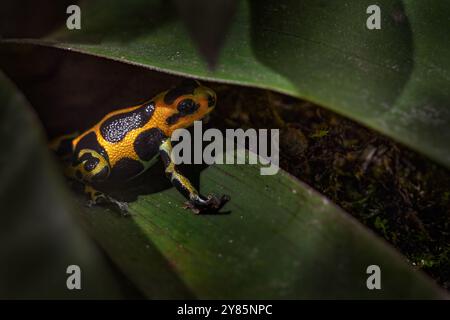 Ranitomeya summersi 'réticulé, petite grenouille tineuse sur la feuille verte dans l'habitat de la forêt naturelle. Summers poison grenouille de junge humide, San Martin, Cor Banque D'Images