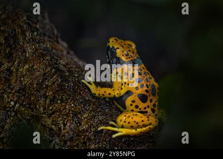 Dendrobates leucomelas, grenouille poison à tête jaune (tache fine) dans un habitat forestier naturel. Petite grenouille orange noire ffrom Colombie en Amérique du Sud, Banque D'Images