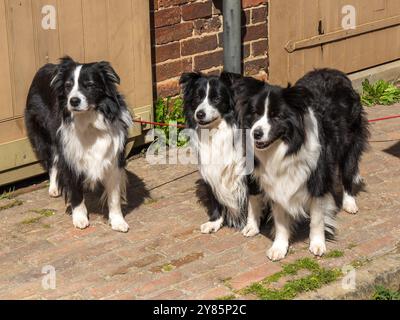 Trois jolis chiens Border Collie noirs et blancs, Derbyshire, Angleterre, Royaume-Uni Banque D'Images