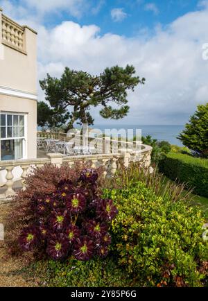 Bel arbre de houseleek violet et vert lime Aeonium arboreum «Atropurpureum» by Blue Hayes Hotel Terrace, tous Ives, Cornwall, England, Banque D'Images