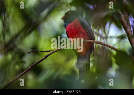 Trogon à queue slatée, Trogon massena, bel oiseau de Río Sarapiquí, Costa Rica. Oiseau dans la forêt tropicale verte. Observation des oiseaux dans la nature. Vacances Banque D'Images