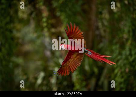 Macaw écarlate, Ara macao, dans la forêt tropicale, Colombie. Scène de la faune de la nature tropicale. Rouge dans la forêt. Perroquet d'aras bleu rouge volant dans le vent foncé Banque D'Images